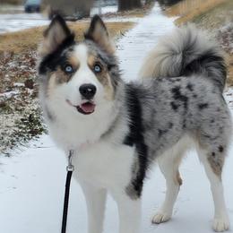 Marvel - Pomsky