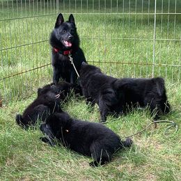 Schipperkes from Cinda Waller's Schipperkes