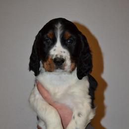 English Springer Spaniel Puppies from Stormin Pine and Prairie Springers