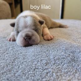 Boston Terrier Puppies from Bostic's bostons