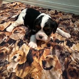Wesley - Tri-color male Cavalier King Charles Spaniel puppy in Broken Arrow, Oklahoma from Cavalier King Charles Heartland