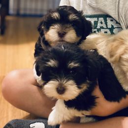 Havanese Puppies from Coco’s Puppies