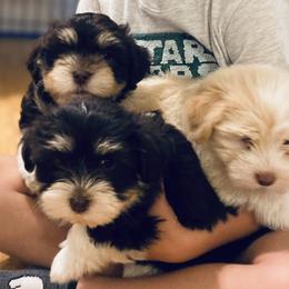 Havanese Puppies from Coco’s Puppies