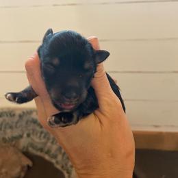 Black and silver girl - Black and silver female Miniature Schnauzer puppy in Malvern, Arkansas from Deep South Miniature Schnauzers