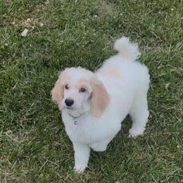 Vanilla Bean - Parti male Poodle puppy in Sharps Chapel, Tennessee from McKenzie's Puppies