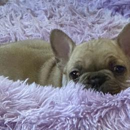 French Bulldog puppies from Herell's French Bulldogs