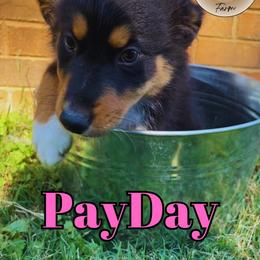 PayDay - Australian Shepherd puppy in Mount Holly, North Carolina from Herding Lightning Farm