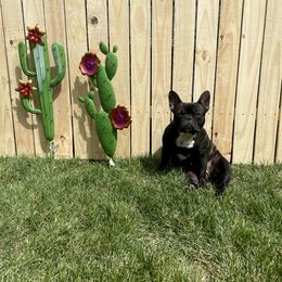French Bulldog All Grown Up from Frenchie & Co.
