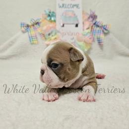 Ophelia - Blue female Boston Terrier puppy in Mulberry, Arkansas from White Valley Boston Terriers