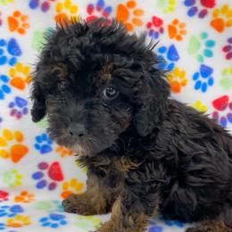 Phantom black and red male toy poodle - Phantom male Poodle puppy in Niota, Tennessee from Furbaby Blessing AKC Toy Poodles