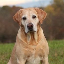 Labrador Retriever adult dog