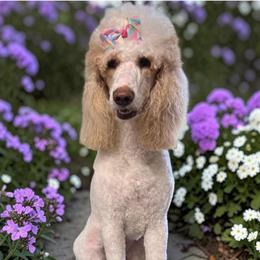 Lucy - Poodle