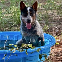 Rocco - Australian Cattle Dog