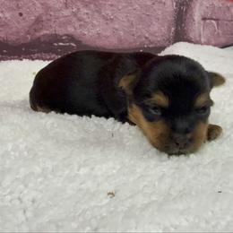 Dylan - Blue and gold male Yorkshire Terrier puppy in New Hampton, Iowa from JMAK Dreams