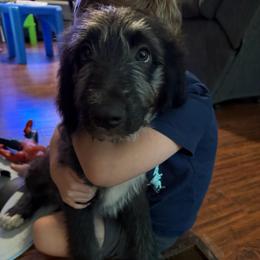 Natasha (Black Widow) - female Australian Mountain Doodle puppy in Williamston, South Carolina from Sassy Bob’s Dogs