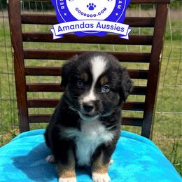 BTF Red collar - Black tri-color female Australian Shepherd puppy in Greenville, Texas from Amandas Aussies
