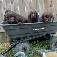 Boykin Spaniel Puppies from Indian Field Boykins