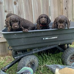 Boykin Spaniel Puppies from Indian Field Boykins