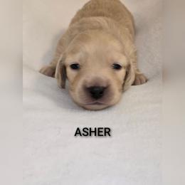 Asher - Cream male Dachshund puppy in Luttrell, Tennessee from Tiny Tails Ranch