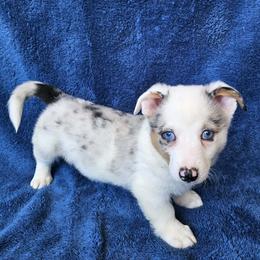 Mr Big - Blue merle and white male American Corgi puppy in Castle Rock, Washington from Heckman Corgis