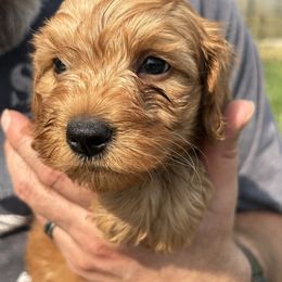 Fred - Red male Cavapoo puppy in Osseo, Michigan from Smiths Fluffy butts