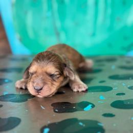 Sonny - Cream male Dachshund puppy in Hawley, Texas from Foxy’s Dachshunds & Toy Aussies