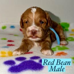 Red Bean - Red male Australian Labradoodle puppy in Beecher, Illinois from Erica’s Doodles