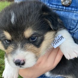 Pembroke Welsh Corgi Puppies from Red Wagon Farm