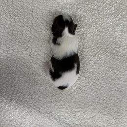 Hank - Liver and white male Shih Tzu puppy in Columbia, Kentucky from Lisa Bandy Shih Tzu