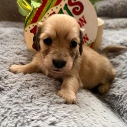 Puppy 3 - Cream male Dachshund puppy in Perryville, Maryland from Heavenly Heritage Dachshunds and Doods
