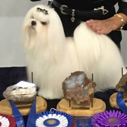 Oscar - Maltese