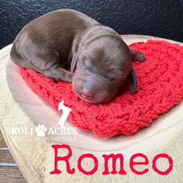 Romeo - AKC - Chocolate and tan male Dachshund puppy in Kemp, Texas from Koli Acres