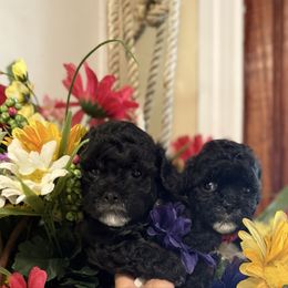 Purple girl - Black and white female Shihpoo puppy in Cottondale, Florida from Pat’s precious puppies