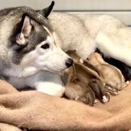 Siberian Husky Puppies from Antler Creek Siberians