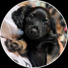 Koda - Black and cream male Dachshund puppy in Proctor, Montana from Blue Star Dachshunds