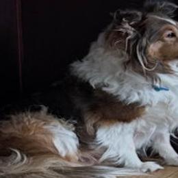 Tux - Shetland Sheepdog