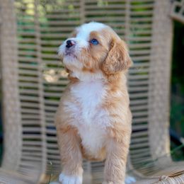 Millie - Red female Bernedoodle puppy in Spokane, Washington from Lilac City Doodles