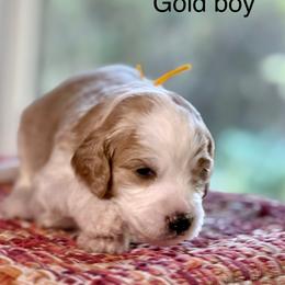 Gold Collar - Apricot male Australian Labradoodle puppy in Coeur D'alene, Idaho from Lake City Labradoodles