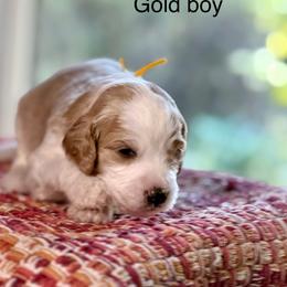 Gold Collar - Apricot male Australian Labradoodle puppy in Coeur D'alene, Idaho from Lake City Labradoodles