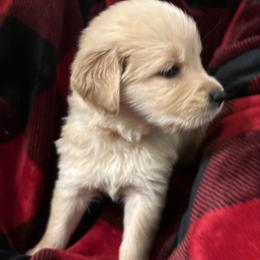 Brandy - Golden female Golden Retriever puppy in Seville, Ohio from Retriever Ranch