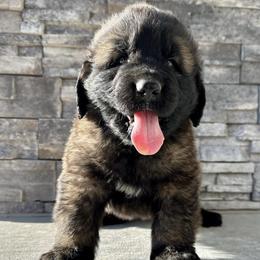 Bernese Mountain Dogs and Leonbergers from Echo River