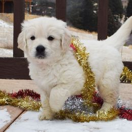 Golden Retriever Puppies from ElkRidge Goldens
