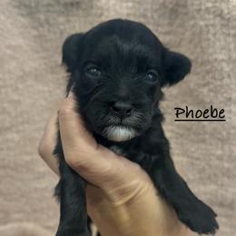 Phoebe - Black & white female Maltipoo puppy in Traverse City, Michigan from Riyem Wildflower Farms