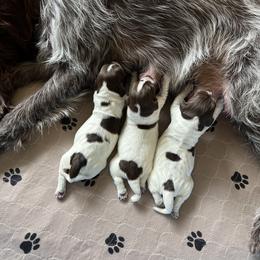 Wirehaired Pointing Griffon Puppies from American Patriot Kennel
