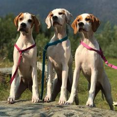 Pointers from Prosperity Pointers