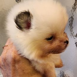 Black and white male - Black parti male Pomeranian puppy in Cle Elum, Washington from Damore's Prized Poms