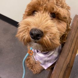 Aussiedoodle and Goldendoodle Puppies from Garside Doodles