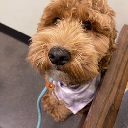Aussiedoodle and Goldendoodle Puppies from Garside Doodles