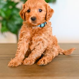 Aussiedoodle, Bernedoodle, Cavapoo, Goldendoodle, Irish Doodle, and Poodle Puppies from Sun Valley Goldendoodles