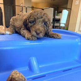 Alfalfa - Chocolate male Goldendoodle puppy in Anthem/Phoenix, Arizona from Ironwood Doodles
